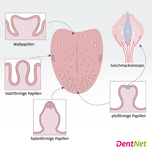Warum entzünden sich Papillen?