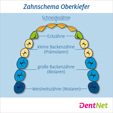 Wo befinden sich die Backenzähne?